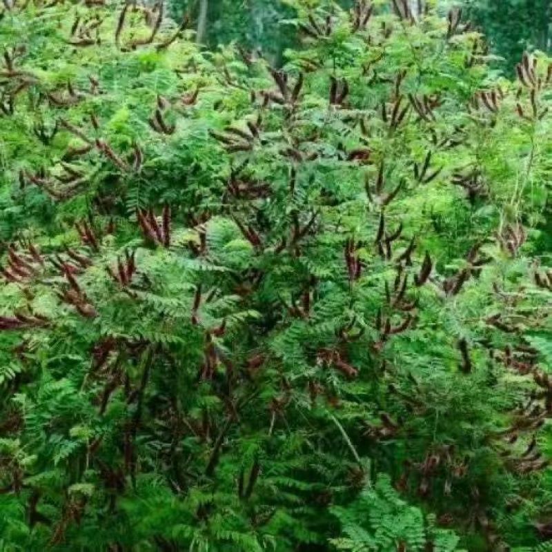紫穗槐种子紫槐棉槐椒条多年生绿肥牧草蜜源护坡绿化灌木槐