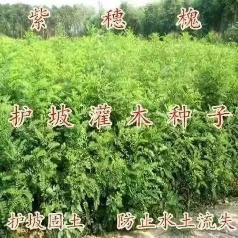 紫穗槐种子紫槐棉槐椒条多年生绿肥牧草蜜源护坡绿化灌木槐