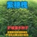 紫穗槐种子紫槐棉槐椒条多年生绿肥牧草蜜源护坡绿化灌木槐