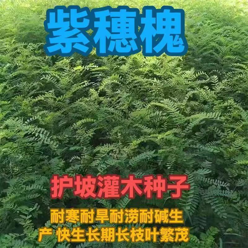 紫穗槐种子紫槐棉槐椒条多年生绿肥牧草蜜源护坡绿化灌木槐
