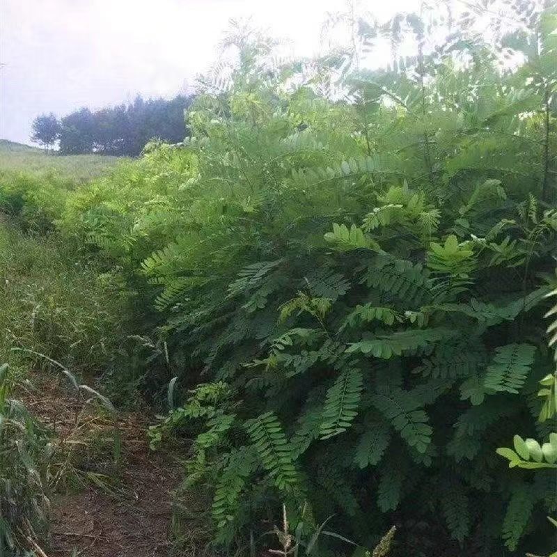紫穗槐种子紫槐棉槐椒条多年生绿肥牧草蜜源护坡绿化灌木槐