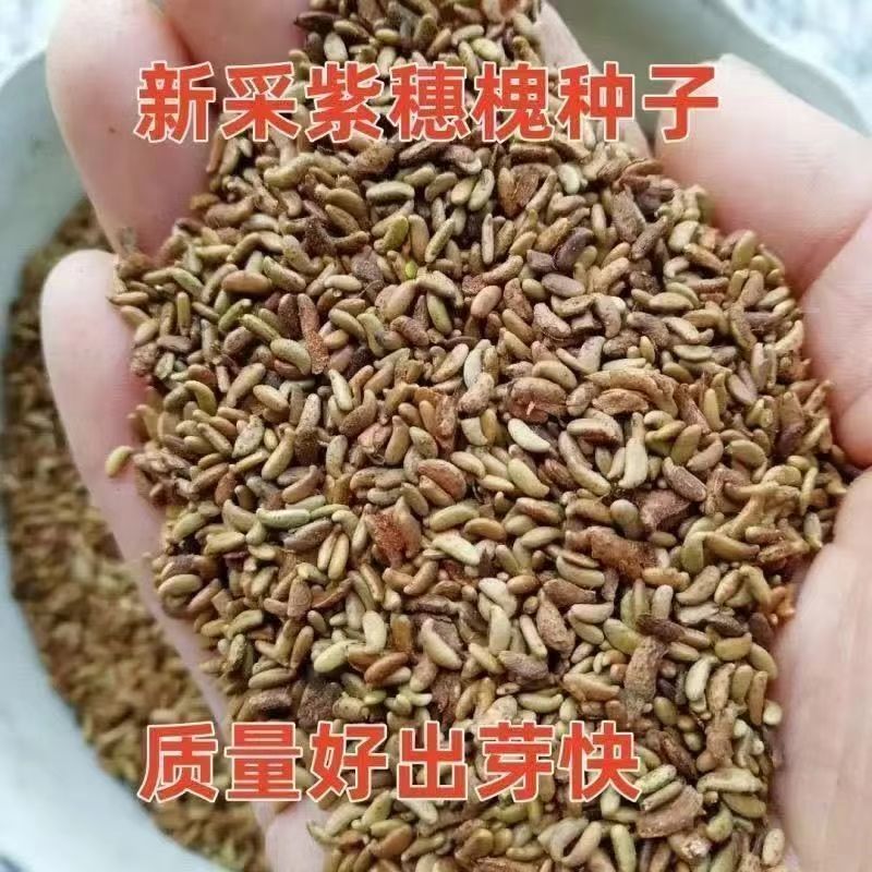 紫穗槐种子紫槐棉槐椒条多年生绿肥牧草蜜源护坡绿化灌木槐