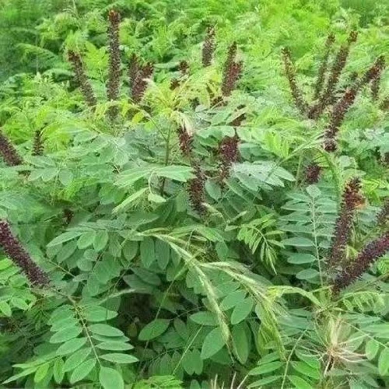 紫穗槐种子紫槐棉槐椒条多年生绿肥牧草蜜源护坡绿化灌木槐