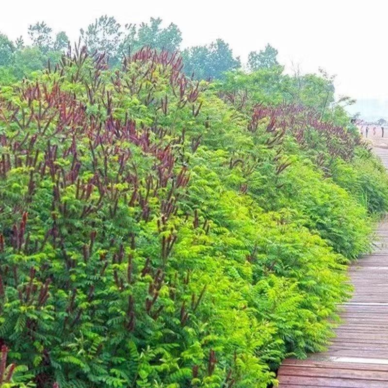 紫穗槐种子紫槐棉槐椒条多年生绿肥牧草蜜源护坡绿化灌木槐