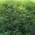 紫穗槐种子紫槐棉槐椒条多年生绿肥牧草蜜源护坡绿化灌木槐