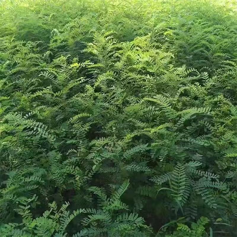紫穗槐种子紫槐棉槐椒条多年生绿肥牧草蜜源护坡绿化灌木槐