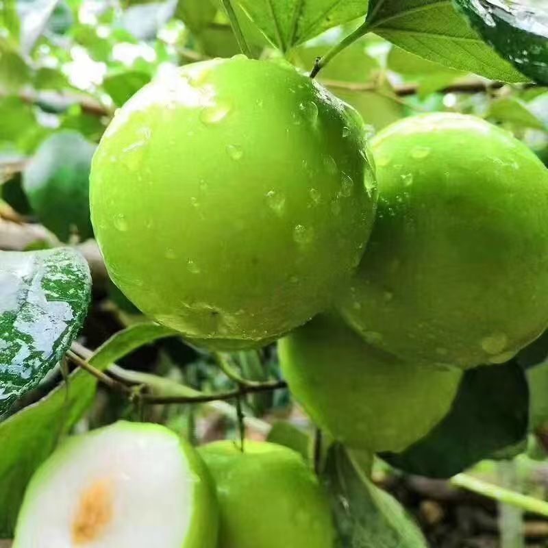 广西大青枣当季新鲜水果现摘现发包邮电商平台一件代发