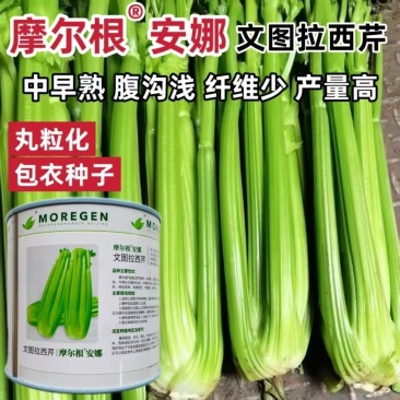 摩尔根安娜丸粒化包衣文图拉西芹种子中早熟腹沟浅产量高