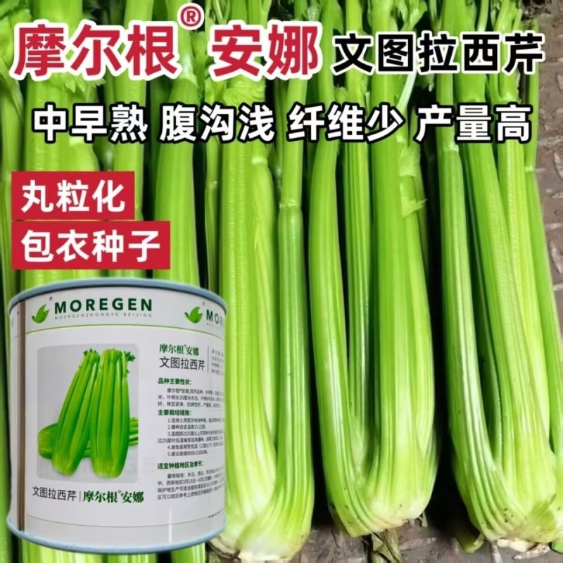 摩尔根安娜丸粒化包衣文图拉西芹种子中早熟腹沟浅产量高