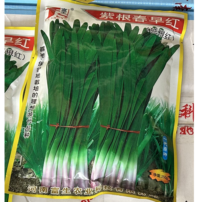 富生紫根春早红红韭菜250g短期休眠独根红韭菜种子