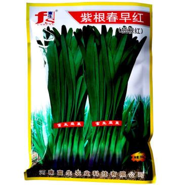 富生紫根春早红红韭菜250g短期休眠独根红韭菜种子