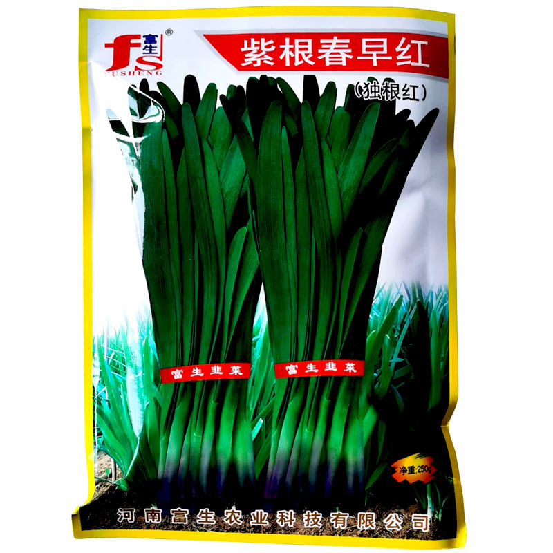 富生紫根春早红红韭菜250g短期休眠独根红韭菜种子