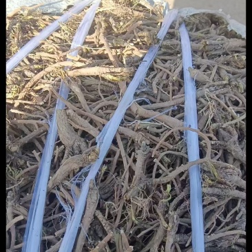 推荐】甘肃北柴胡一手货批发柴胡根含量高自然晒干柴胡条