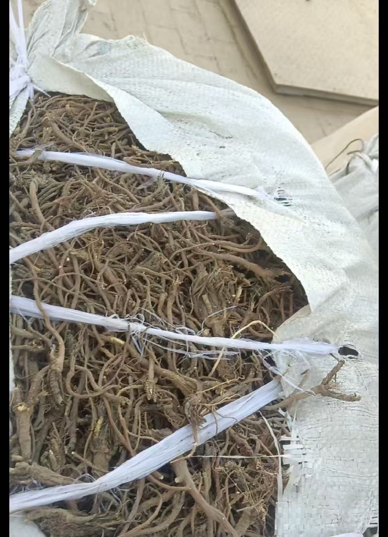 推荐】甘肃北柴胡一手货批发柴胡根含量高自然晒干柴胡条