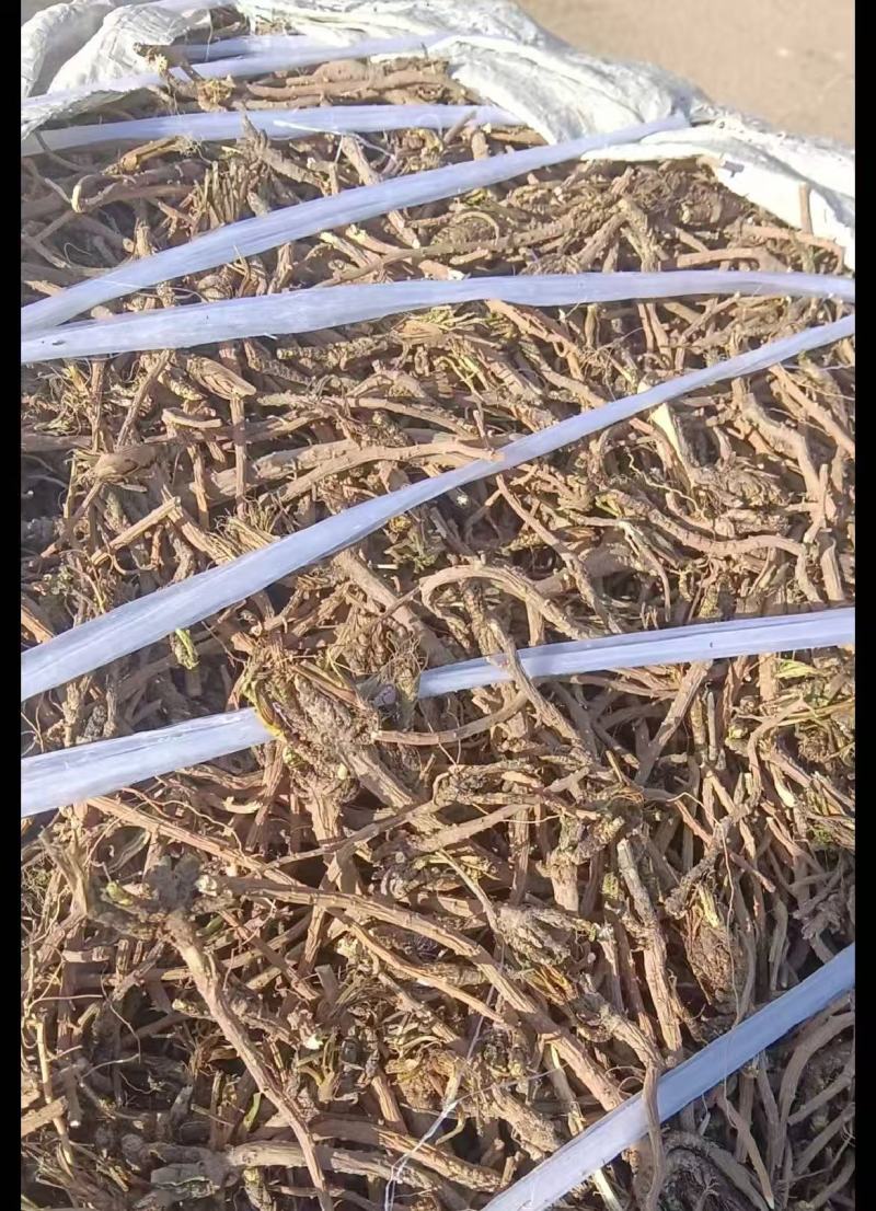 甘肃北柴胡批发柴胡根含量高产地直发，价优质好欢迎