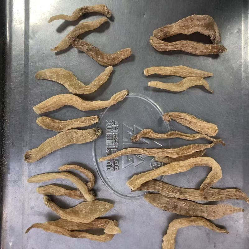 虫草天麻云南昭通小草坝小天麻种子码虫草天麻批发代发