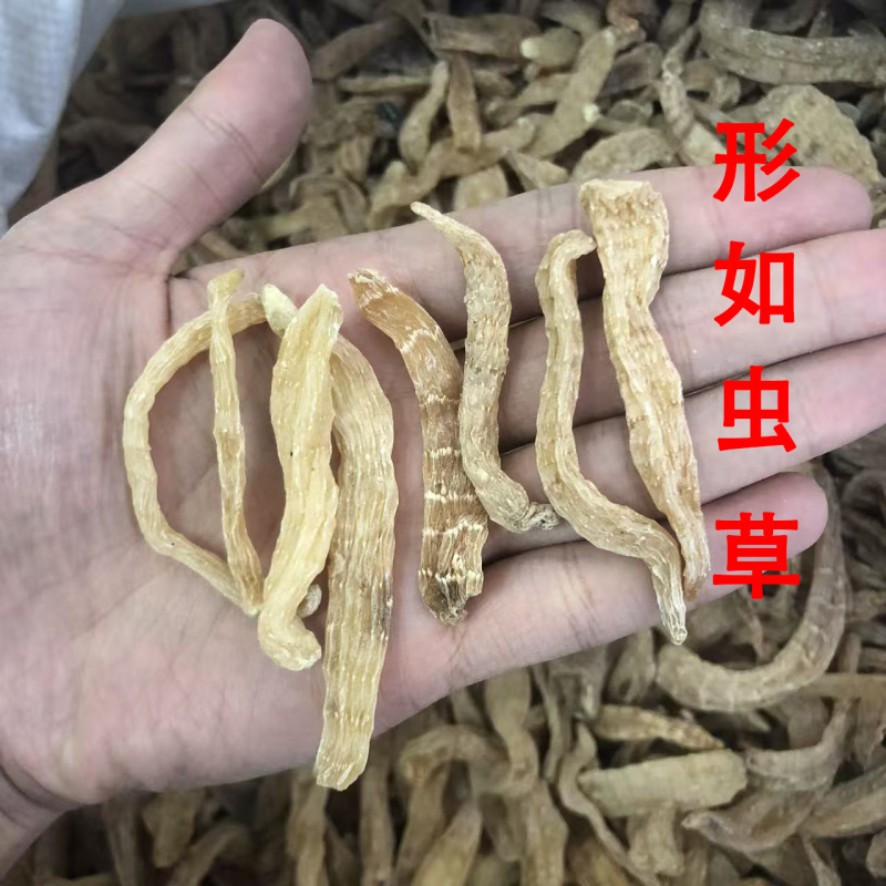 虫草天麻云南昭通小草坝小天麻种子码虫草天麻批发代发