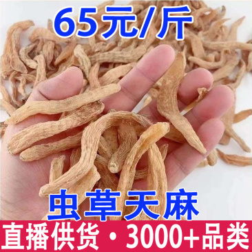 虫草天麻云南昭通小草坝小天麻种子码虫草天麻批发代发