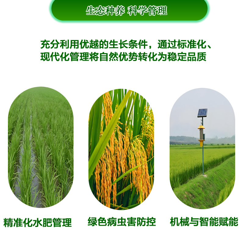 【精品】广西贺州丝苗香米真空包装原生态种植10斤