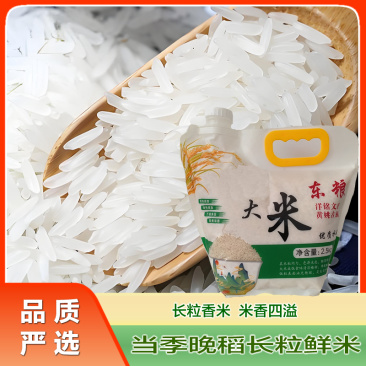 【精品】长粒香米软香丝苗米当季新米大米5斤
