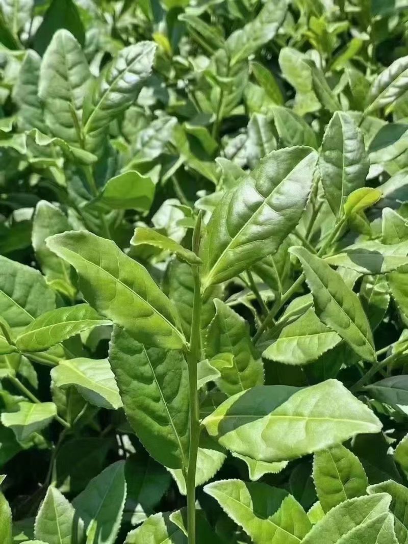 预售正宗福建安溪铁观音（春茶），可代收购毛茶