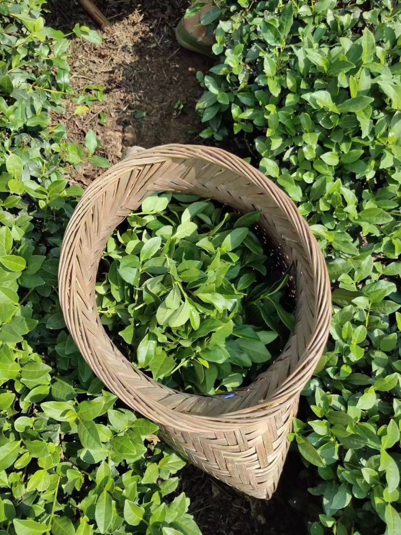 预售正宗福建安溪铁观音（春茶），可代收购毛茶