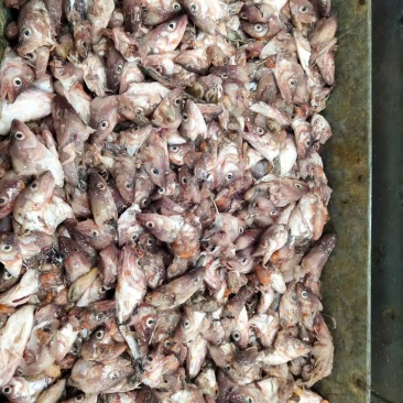 鳕鱼头鱼虾蟹饲料