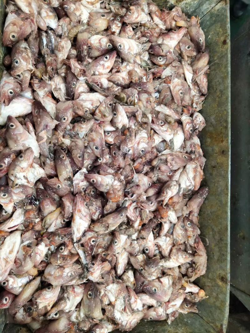 鳕鱼头鱼虾蟹饲料