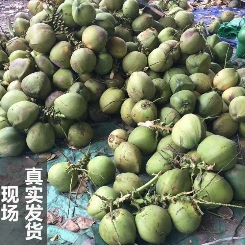 海南精品椰子/产地直发/量大从优/诚信经营/一手货源