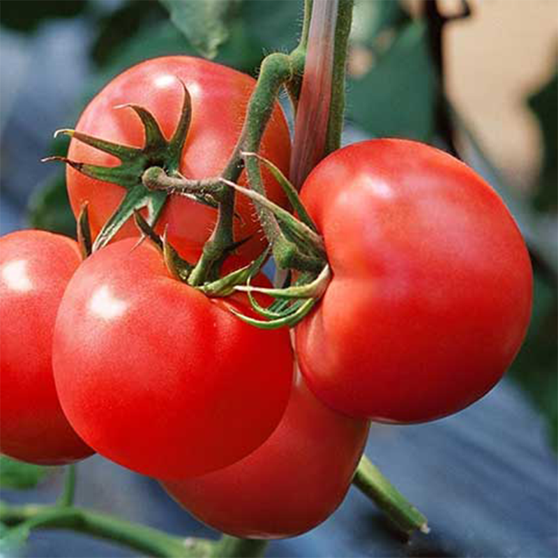 陕西泾阳西红柿当季新鲜蔬菜番茄一件代发