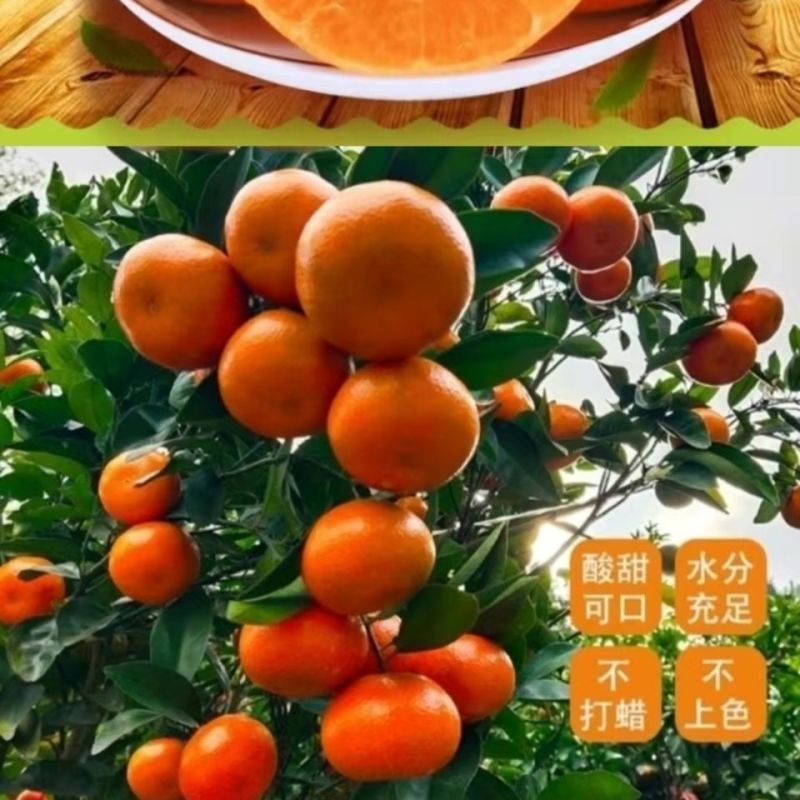 重庆精品柑桔默科特柑橘/产地直发/量大从优/诚信经营靠谱