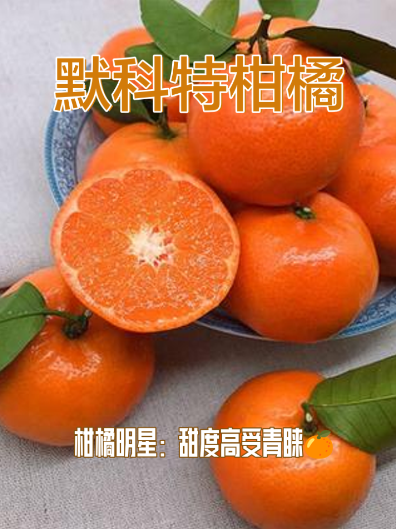 重庆精品柑桔默科特柑橘/产地直发/量大从优/诚信经营靠谱