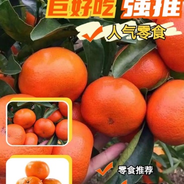 重庆精品柑桔默科特柑橘/产地直发/量大从优/诚信经营靠谱