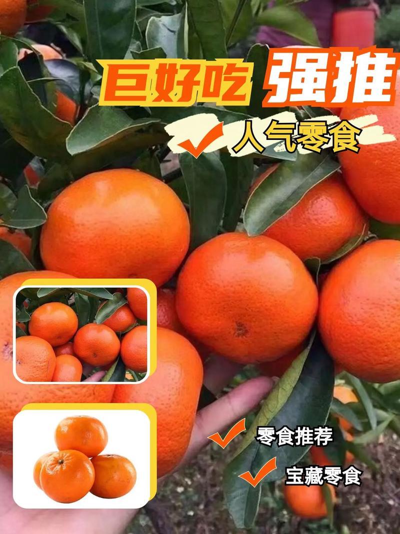 重庆精品柑桔默科特柑橘/产地直发/量大从优/诚信经营靠谱