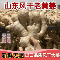 【山东老姜】产地批发/常年供应/质量保证/可常年供应