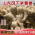 【山东老姜】产地批发/常年供应/质量保证/可常年供应