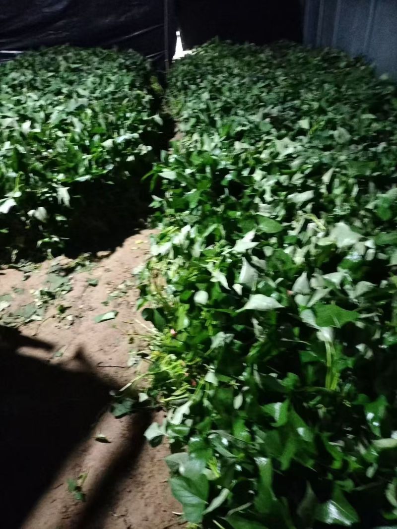 哈密红薯苗保质保量大量现货根系发达成活率高
