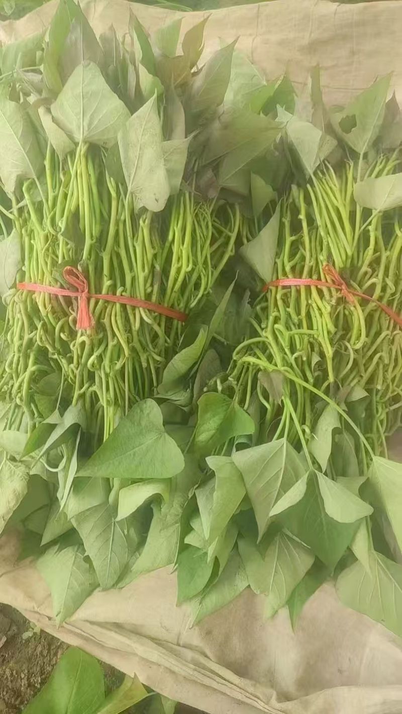 哈密红薯苗保质保量大量现货根系发达成活率高