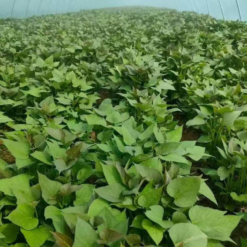 哈密红薯苗保质保量大量现货根系发达成活率高
