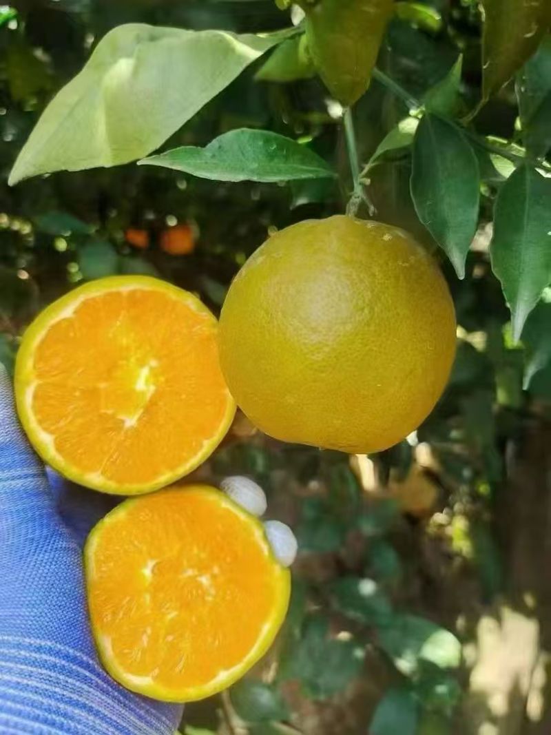 【棕橙】秭归脐橙产地直销量大质优货源充足欢迎咨询采购
