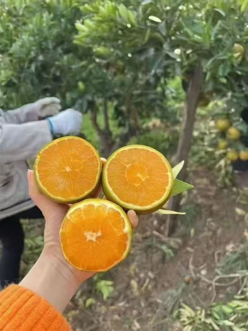 秭归脐橙棕橙产地直销量大质优支持视频看货欢迎咨询采购