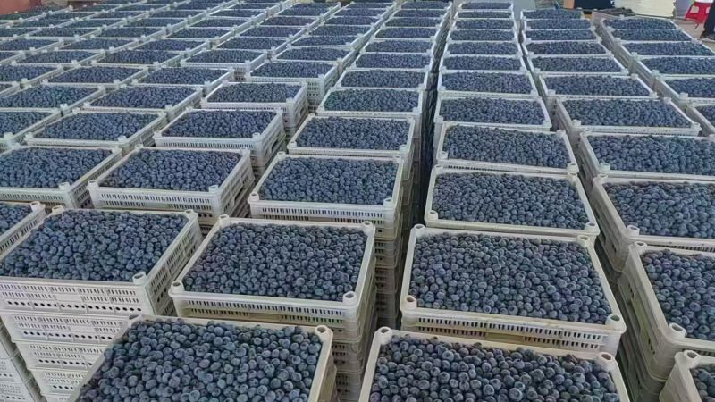 精品蓝莓大量出货品质保证价格优惠欢迎老板前来合作