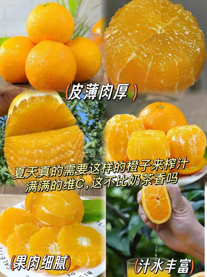 重庆开州精品橙子/伦晚脐橙/产地直发诚信经营靠谱代办代发