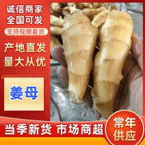 姜母产地批发【常年供应/全国发货】大/小姜母/欢迎来电