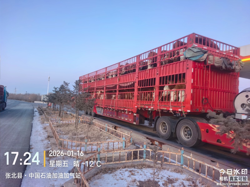 活牛【精品小公牛】可长期供货代收代发欢迎电话咨询