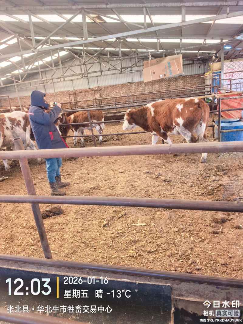 活牛【精品育肥架子牛】可长期供应，大量供货，欢迎电话咨询