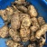 云南产地自家种植鲜天麻一手货源全国发货可视频看货