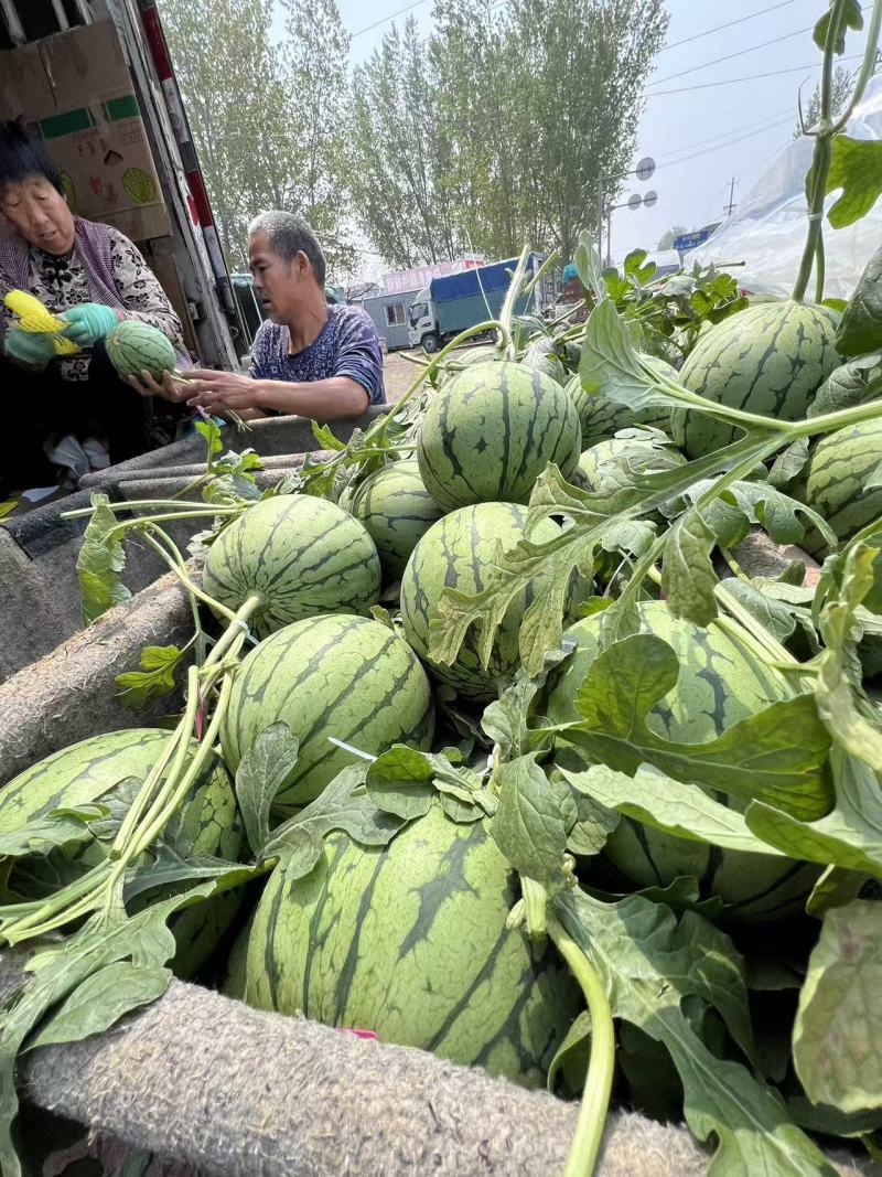 山东莘县小糖丸西瓜，量大价优，产地直发，支持视频看货