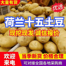 黄心黄皮土豆批发【荷兰系列/沃土/V7】规格齐全/全国发