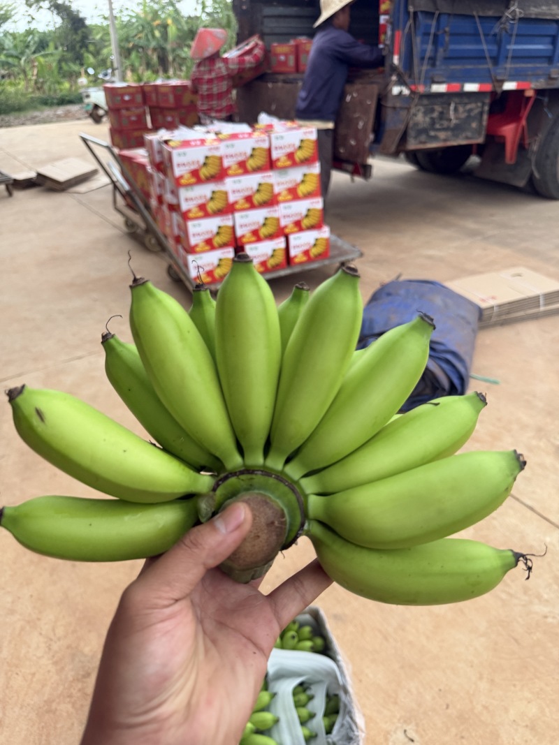 海南精品皇帝蕉，红香蕉，产地全国直发质量保证货源充足